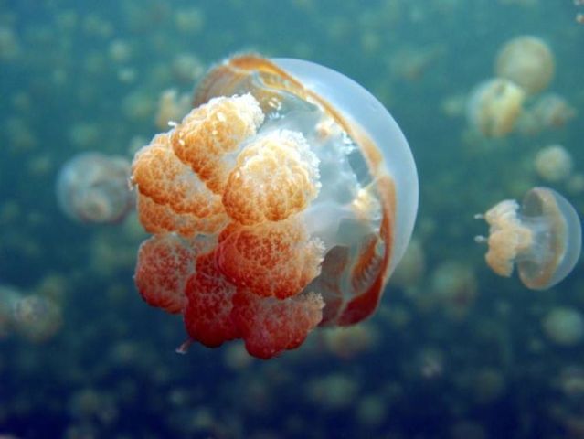 palau 12 Swim among thousands of Jellyfish