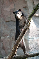 Brillenbär