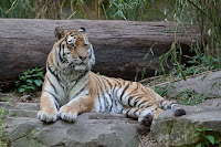 Amur Tiger