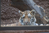 Amur Tiger