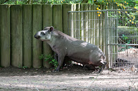 Flachlandttapir
