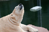 Eisbär (Vera)