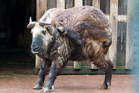 Mishmi-Takin