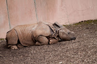 Panzernashorn