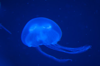 IMG_8479.jpg