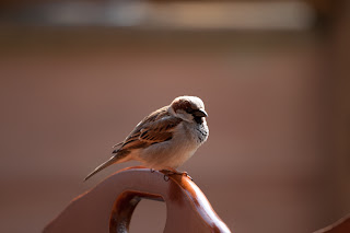IMG_8888.jpg