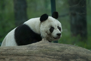 Bao-Bao