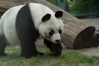 Bao-Bao
