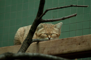 Sandkatze
