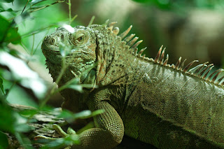 Grüner Leguan