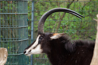 Rappenantilope