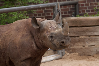 Spitzmaulnashorn