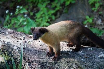 Buntmarder