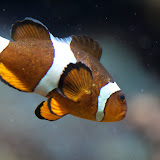 Orangeringelfisch