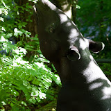 Schabrackentapir