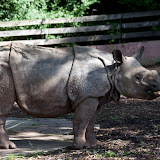 Panzernashorn (Seto Paitala)