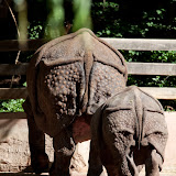 Panzernashorn