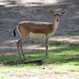 Kropfgazelle