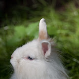 Kaninchen