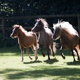 Shettlandponys