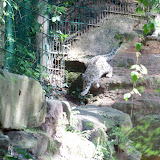 Schneeleopard