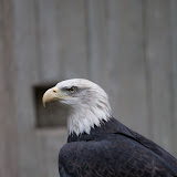 Seeadler