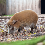 Pinselohrschwein