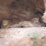 Gepard