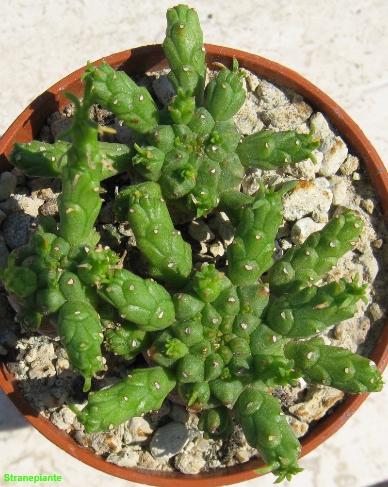 [Euphorbia Caput Medusae Fi328[3].jpg]