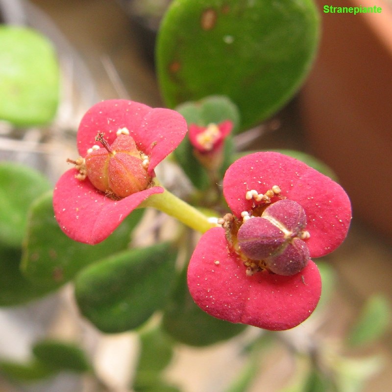 [Euphorbia milii 3[3].jpg]