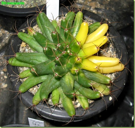 Mammilaria variegata