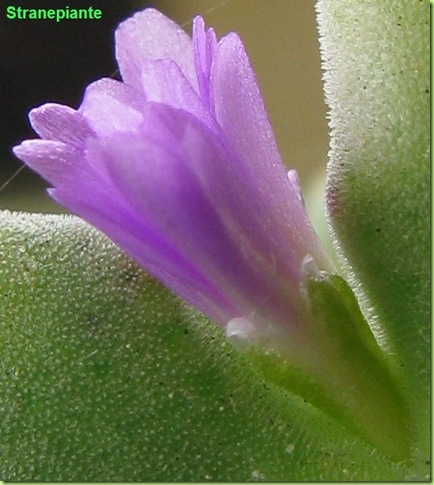 Conophytum-chauviniae-fiore-big