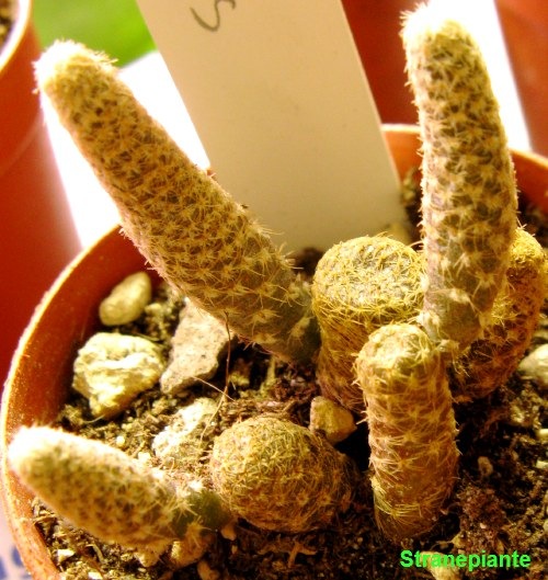 [Opuntia clavarioides sin Puna clavarioides[4].jpg]
