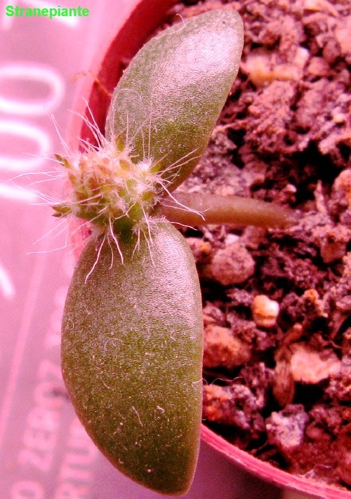[opuntia sp fico d'india semina[4].jpg]