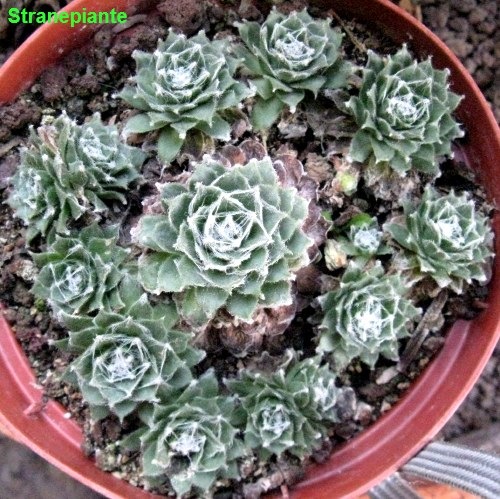 [Sempervivum arachnoideum[4].jpg]