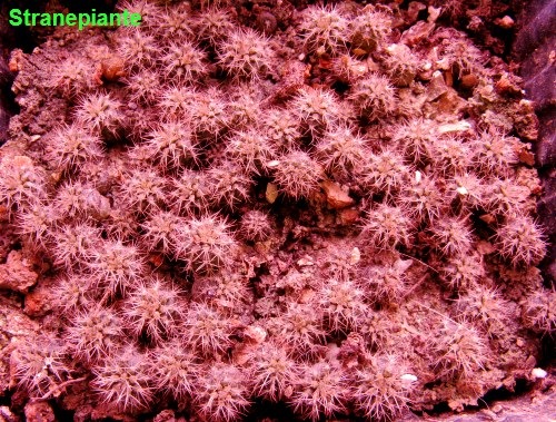 [Setiechinopsis mirabilis semenzali[4].jpg]