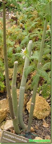 Ceropegia fusca Bolle