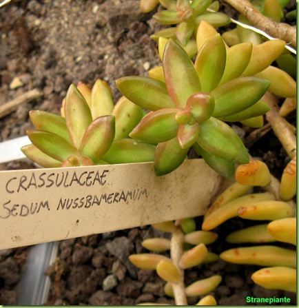 Sedum nussbameramum