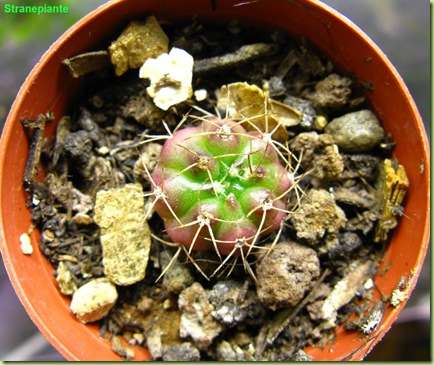 Gymnocalycium damsi rossiccio