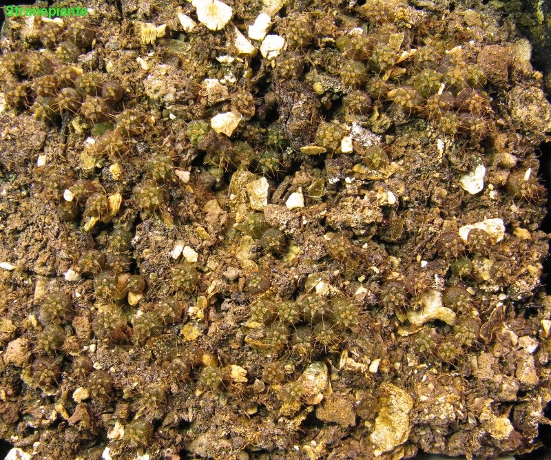 [12 novembre 2008 Gymnocalycium seedling[3].jpg]