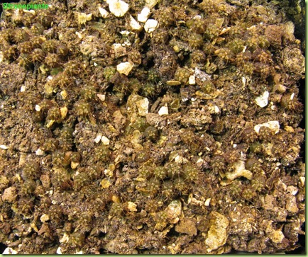 12 novembre 2008 Gymnocalycium seedling