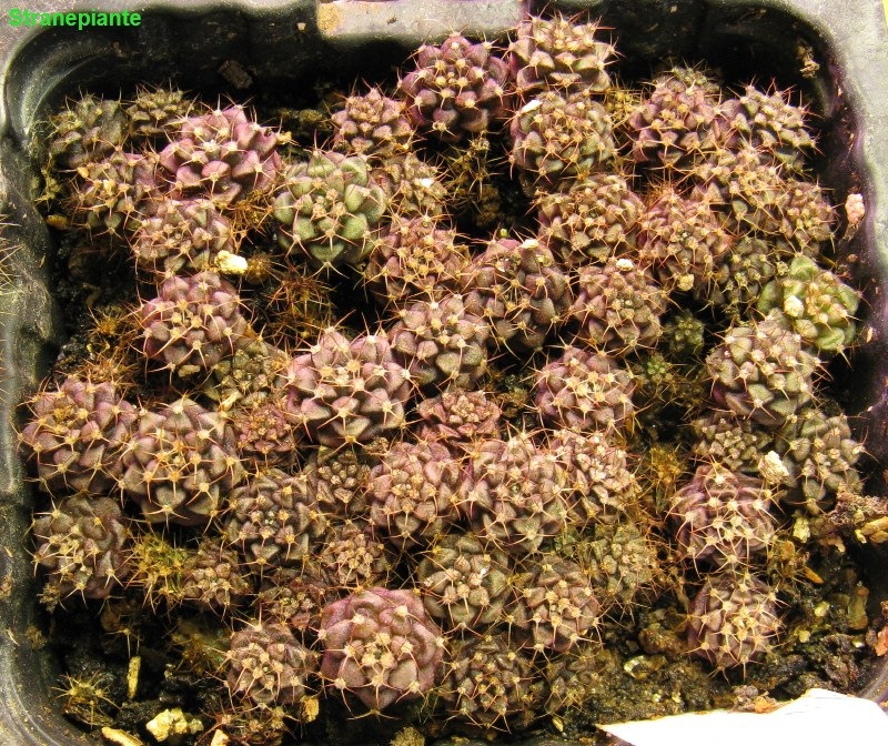 [1 giugno 2009 Gymnocalycium damsii x stenopleurum semina[3].jpg]
