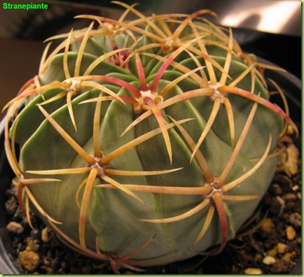 bo14 ferocactus bo sandro