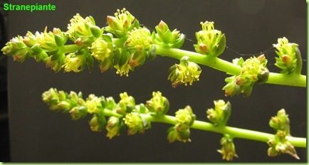 Lenophyllum reflexum succulenta fioritura