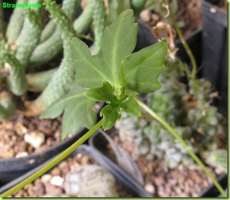 cissus cactiformis foglia