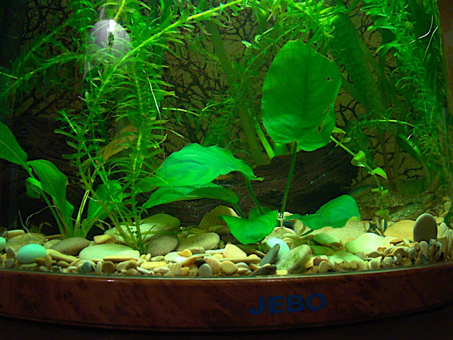 Картинка с форума