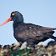 Black Oystercatcher