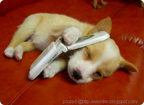 dog calling