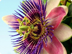 passionsblume