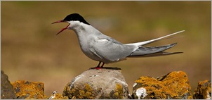 ARCTIC TERN. Neil Maughan
